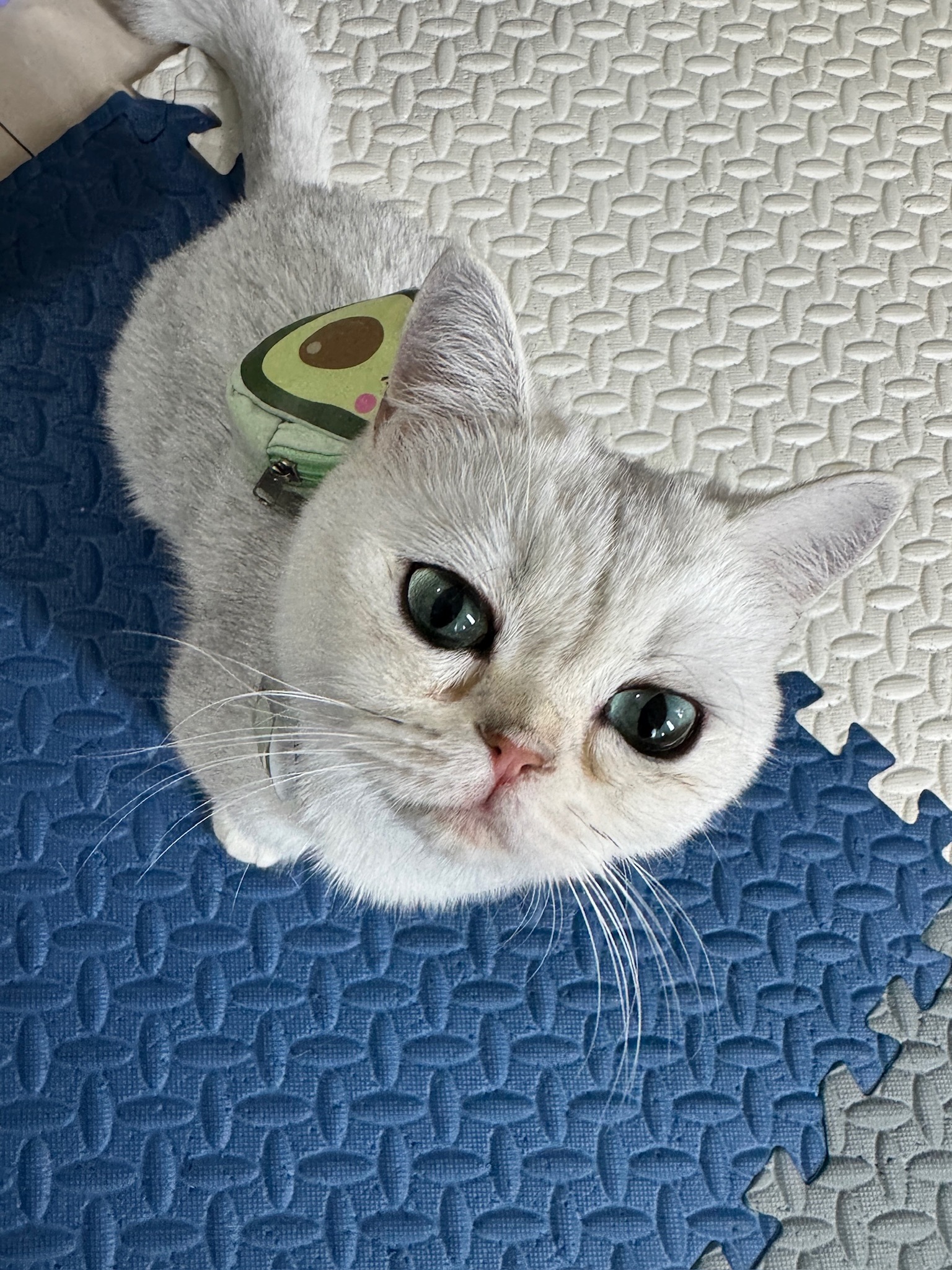 Sylvia the cat